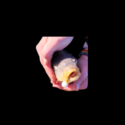 White Chocolate and wild orange popups 15mm